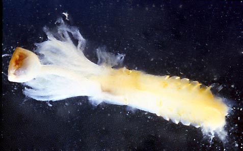 Ditrupa strangulata